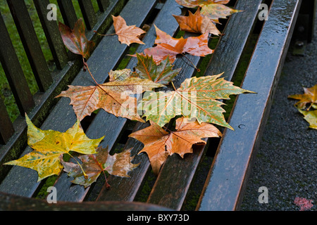 Nasses Laub auf Parkbank, Herbst, London, England, UK, Europa Stockfoto