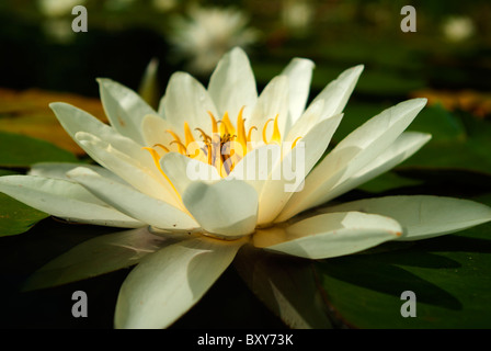 Kanada, BC, Clearwater, Dutch Lake, Lilie Blume Stockfoto