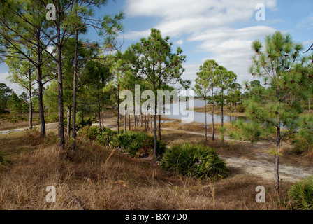 Fred C. Babcock/Cecil M. Webb Wildlife Management Area, Charlotte County, FL, in der Nähe von Punta Gorda Stockfoto