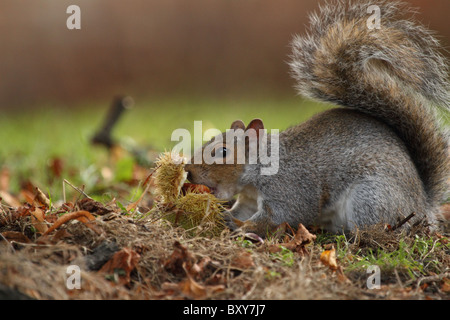 Graue Eichhörnchen Essen eine Nuss Stockfoto