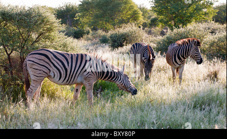 Ebenen (Burchell) Zebra (Equus Quagga) in Madikwe Wildreservat, Südafrika Stockfoto