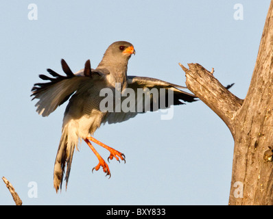 Gabar Goshawk (Melierax Gabar) Landung auf einem Toten Ast in Madikwe Wildreservat Stockfoto