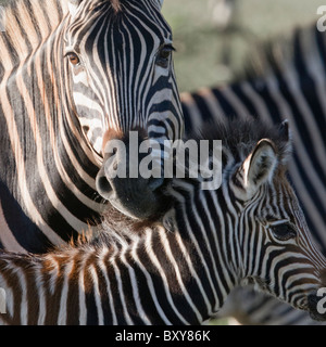 Ebenen (Burchell) Zebra (Equus Quagga) in Madikwe Wildreservat, Südafrika Stockfoto