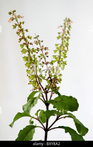 Tulsi (heiliges Basilikum) Stockfoto