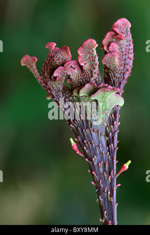 Celosia - exotisch aussehende Pflanze Stockfoto