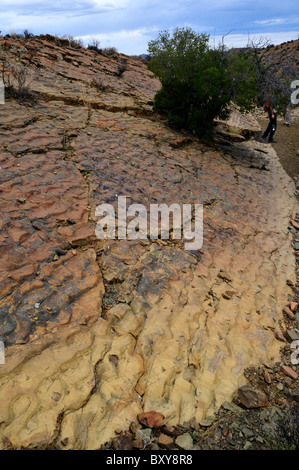 Welligkeit Markierungen auf Gesteinsoberfläche ausgesetzt. Karoo-Becken, Südafrika. Stockfoto