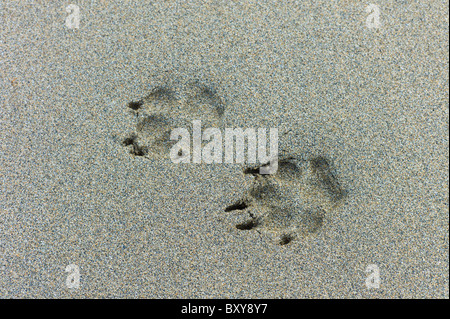 Hund Pawprints auf nassen Sandstrand in Spanish Point, County Clare, Westküste Irlands Stockfoto