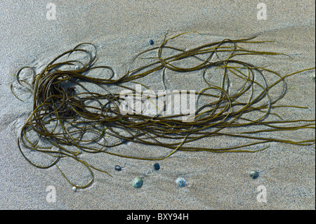 Lace Algen und Limpet Meer Muscheln, am Sandstrand in Spanish Point, County Clare, Westküste Irlands Stockfoto