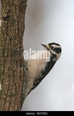 Weibliche Dunenspecht (Picoides Pubescens) Stockfoto