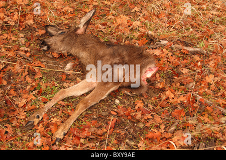 Ein schwarz - Tailed Hirsche, von einem Gray Fox Hälfte gegessen. Stockfoto