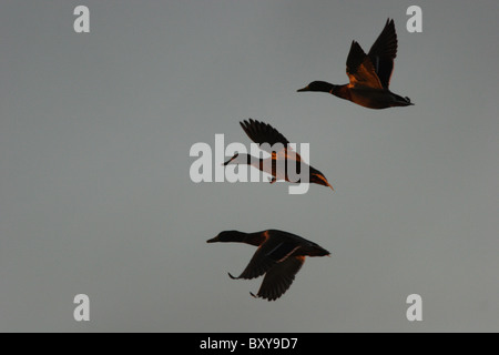 Stockente Enten (Anas Platyrhynchos) im Flug. Niederländische Lücke, Chesterfield, Virginia, USA Stockfoto