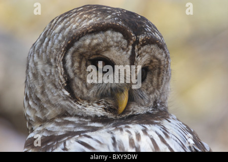 Wilde Streifenkauz (Strix Varia) mit Anzeichen einer Augenerkrankung. Niederländische Lücke Naturschutzgebiet, Chesterfield County, Virginia 2010 Stockfoto