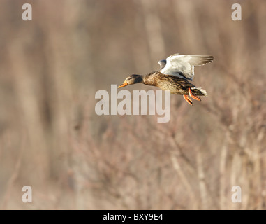 Eine weibliche Stockente (Anas Platyrhynchos) im Flug, Vorbereitung zu landen. Niederländische Lücke, Chesterfield, Virginia, USA Stockfoto