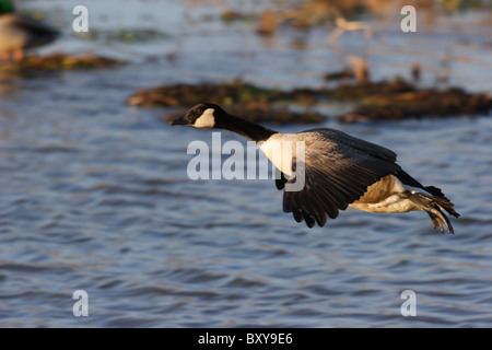 Branta Canadensis (Kanada-Gans) landet auf dem niederländischen Lücke Conservation Area, Chesterfield, Virginia Stockfoto