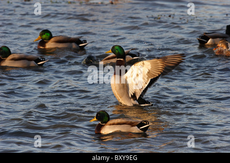 Eine Gruppe von männlichen Stockente Enten (Anas Platyrhynchos) am James River in Chesterfield, Virginia, USA Stockfoto