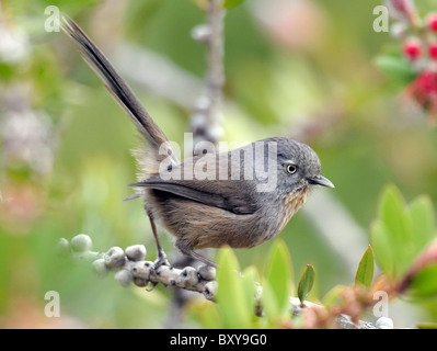 Ein Wrentit Vogel - Chamaea fasciata, auf einem Ast, vor einem verschwommenen Hintergrund abgebildet Stockfoto