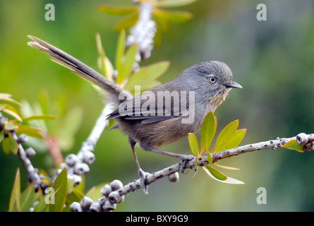 Ein Wrentit Vogel - Chamaea fasciata, auf einem Ast, vor einem verschwommenen Hintergrund abgebildet. Stockfoto