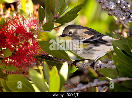 Gelbrumpeliger Warbler (Setophaga coronata) thront auf einem Zweig in der Nähe von leuchtenden roten Flaschenbürstenblüten, kalifornischem Gartenhabitat, im hellen Sonnenlicht. Stockfoto