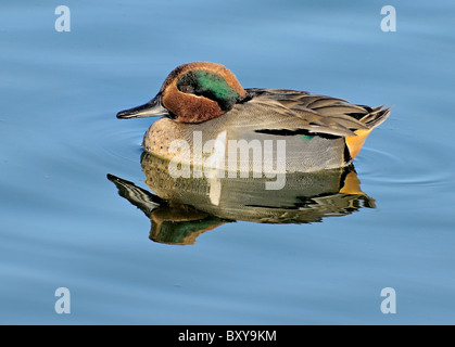 Eine grün-geflügelte, blaugrüne Ente (Anas crecca), die hier auf dem Wasser zu sehen ist Stockfoto