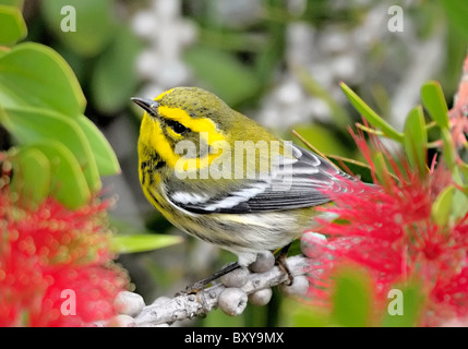 Ein Waldsänger (Dendroica townsendi), der auf einem Ast thront und vor einem verschwommenen Hintergrund abgebildet ist Stockfoto