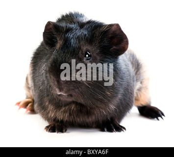 braune Cavia auf weißem Hintergrund Stockfoto