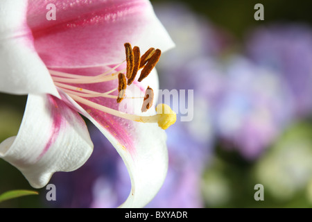 Mount Pleasant Gardens, England. Nahaufnahme Sommer einer Lilie in voller Blüte in Mount Pleasant Gardens. Stockfoto