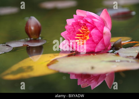 Mount Pleasant Gardens, England. Nahaufnahme Sommer von einer rosa Seerose in Mount Pleasant Gardens. Stockfoto