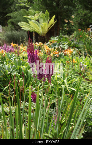 Mount Pleasant Gardens, England. Sommer-Ansicht von Astilben in voller Blüte in Mount Pleasant Gardens. Stockfoto