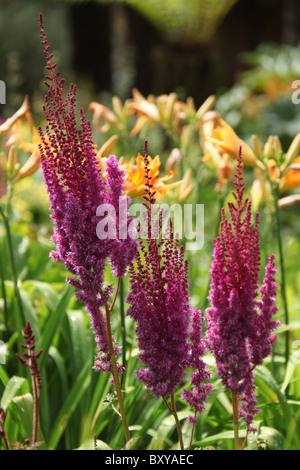 Mount Pleasant Gardens, England. Sommer-Ansicht von Astilben in voller Blüte in Mount Pleasant Gardens. Stockfoto