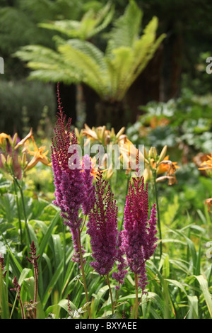 Mount Pleasant Gardens, England. Sommer-Ansicht von Astilben in voller Blüte in Mount Pleasant Gardens. Stockfoto