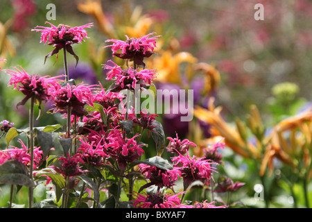 Mount Pleasant Gardens, England. Sommer-Blick auf die Blumenbeete in voller Blüte in Mount Pleasant Gardens. Stockfoto