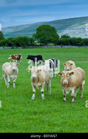 Rinder mit Karstlandschaft Burren hinter, County Clare, westlich von Irland Stockfoto