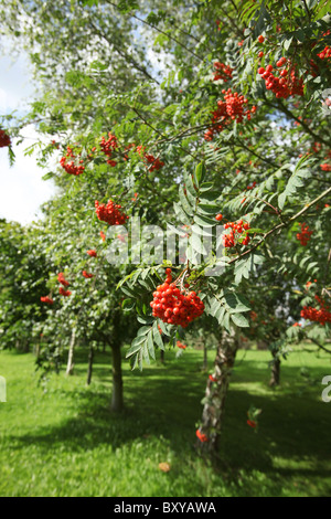 Die Quinta Arboretum, England. Sommer auf Sorbus Aucuparia mit roten Beeren innerhalb der großen Allee der Quinta Arboretum. Stockfoto