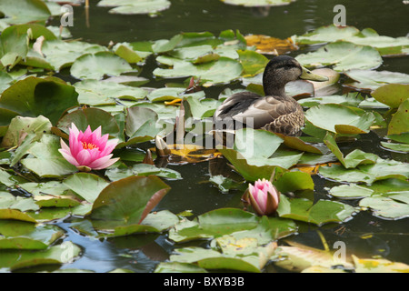 Stapeley Wassergärten, England. Sommer der Seerosen in voller Blüte am Stapeley Wassergärten anzeigen Gärten. Stockfoto