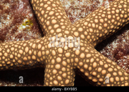 Gelb Seestern Fromia SP., Candidasa, Bali, Indonesien Stockfoto