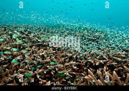 Über Coral Reef, Chromis Chromis SP., Candidasa, Bali, Indonesien Stockfoto