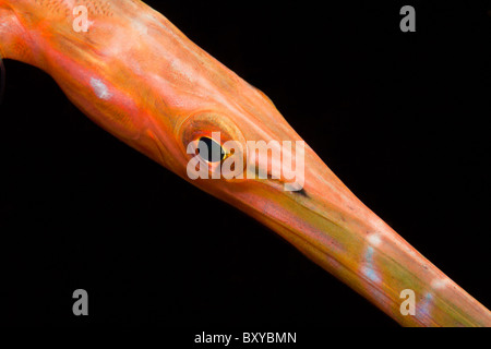 Porträt von Trumpetfish, Aulostomus Chinensis, Candidasa, Bali, Indonesien Stockfoto