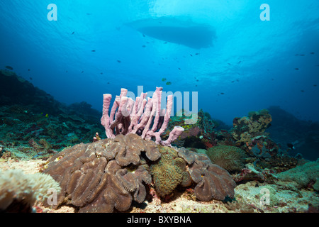 Rosa Rohr Schwamm auf Korallenriff, Porifera, Nusa Penida, Bali, Indonesien