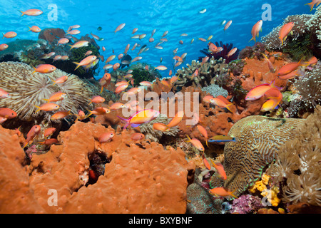 Pacific Flamme Anthias im Korallenriff, Pseudanthias dispar, Nusa Penida, Bali, Indonesien Stockfoto