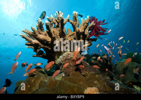 Lyretail Anthias im Korallenriff, Pseudanthias Squamipinnis, Nusa Penida, Bali, Indonesien Stockfoto