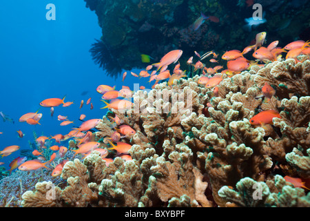 Pacific Flamme Anthias im Korallenriff, Pseudanthias dispar, Nusa Penida, Bali, Indonesien Stockfoto