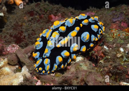 Blaue Phyllidia Slug, Phyllidia SP., Alam Batu, Bali, Indonesien Stockfoto