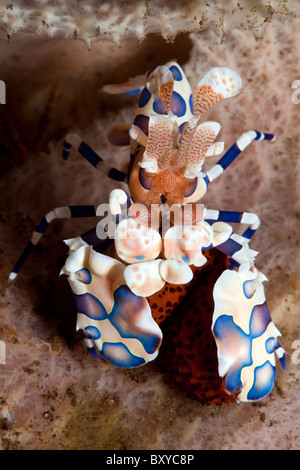 Harlekin-Garnelen, Hymenoceras Elegans, Seraya, Bali, Indonesien Stockfoto
