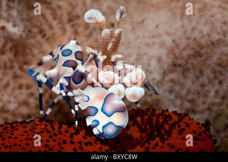 Harlekin-Garnelen, Hymenoceras Elegans, Seraya, Bali, Indonesien Stockfoto