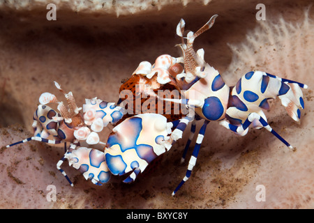 Paar von Harlekin Garnelen ernähren sich von Seesternen, Hymenoceras Elegans, Seraya, Bali, Indonesien Stockfoto