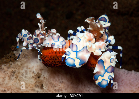 Paar von Harlekin Garnelen ernähren sich von Seesternen, Hymenoceras Elegans, Seraya, Bali, Indonesien Stockfoto