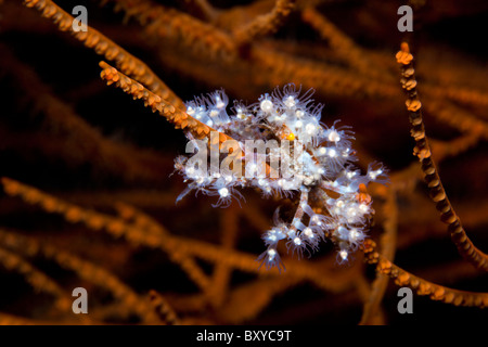 Seespinnen getarnt selbst mit Polypen, Achaeus SP., Alam Batu, Bali, Indonesien Stockfoto