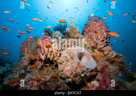 Lyretail Anthias im Korallenriff, Pseudanthias Squamipinnis, Alam Batu, Bali, Indonesien Stockfoto