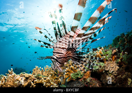 Feuerfische über Coral Reef, Pterois Volitans, Alam Batu, Bali, Indonesien Stockfoto