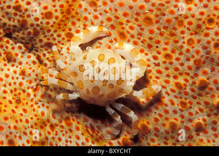 Porzellan-Krabben auf Seegurken, Pocellanella SP., Similan Inseln, Thailand Stockfoto